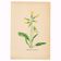 Antique illustration from 1948. Meadow flowers by Strache - Primrose
