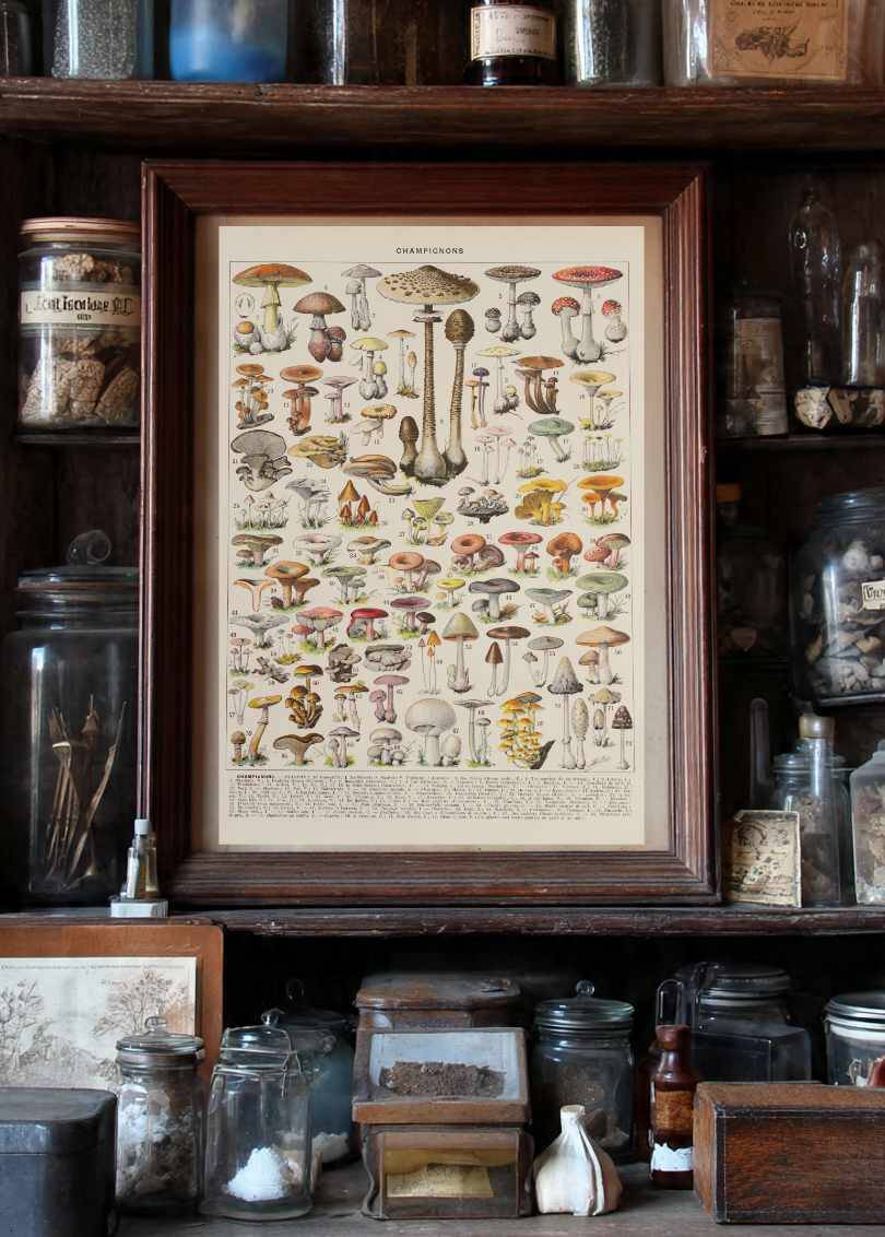 Planche botanique originale "Champignons I" de 1929