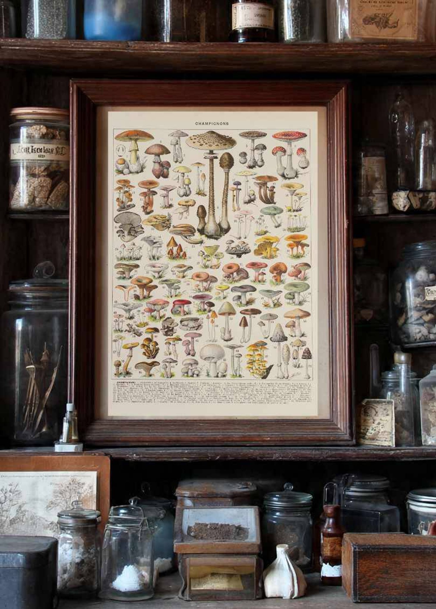 Original botanical plate "Mushrooms I" from 1929