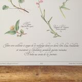 Botanical poster is a tisane