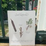 Planche botanique "Tisane laxative douce"