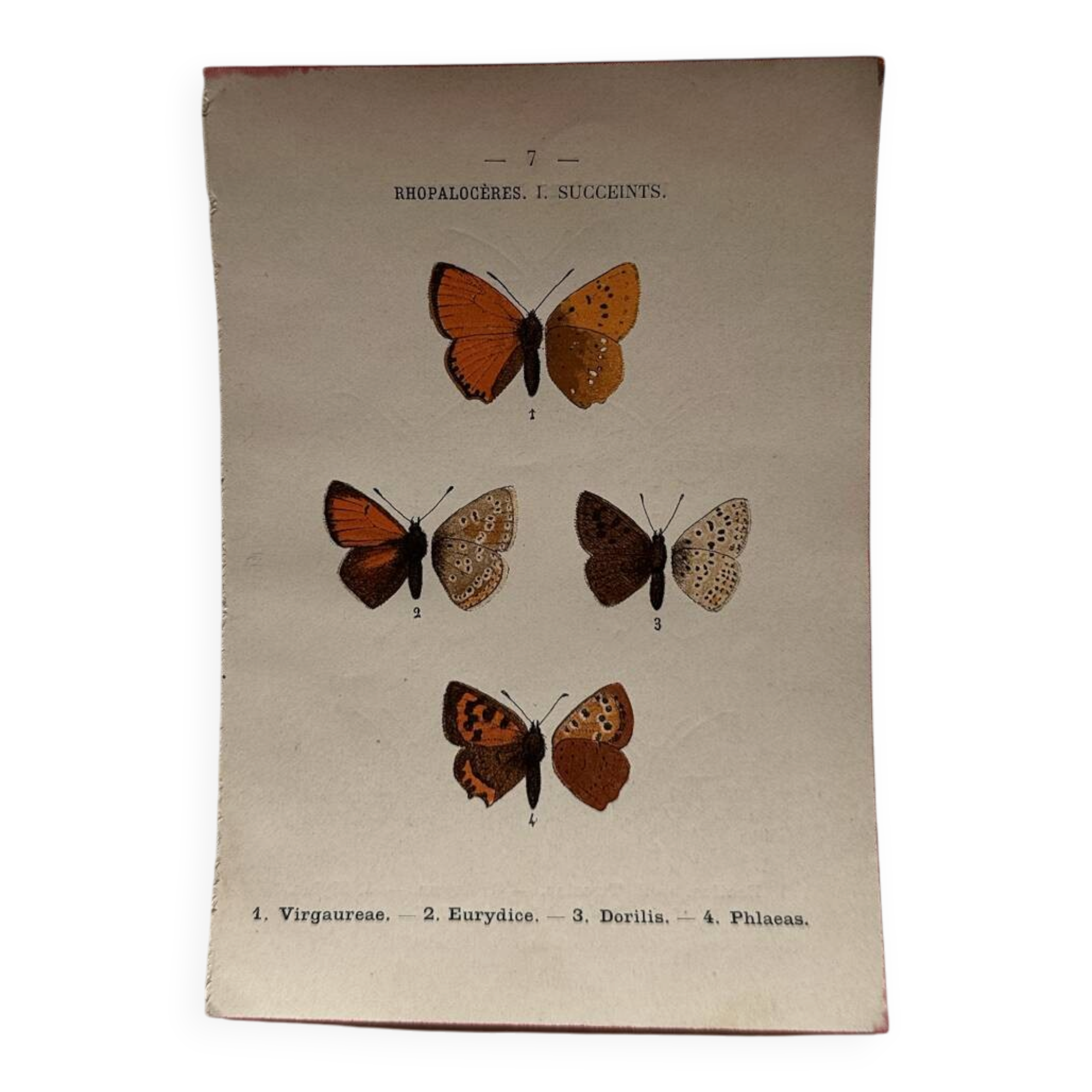 Botanical Plate 1800 Old Naturalist Engraving 19th Century Double-Sided