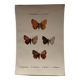Botanical Plate 1800 Old Naturalist Engraving 19th Century Double-Sided