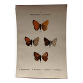 Botanical Plate 1800 Old Naturalist Engraving 19th Century Double-Sided