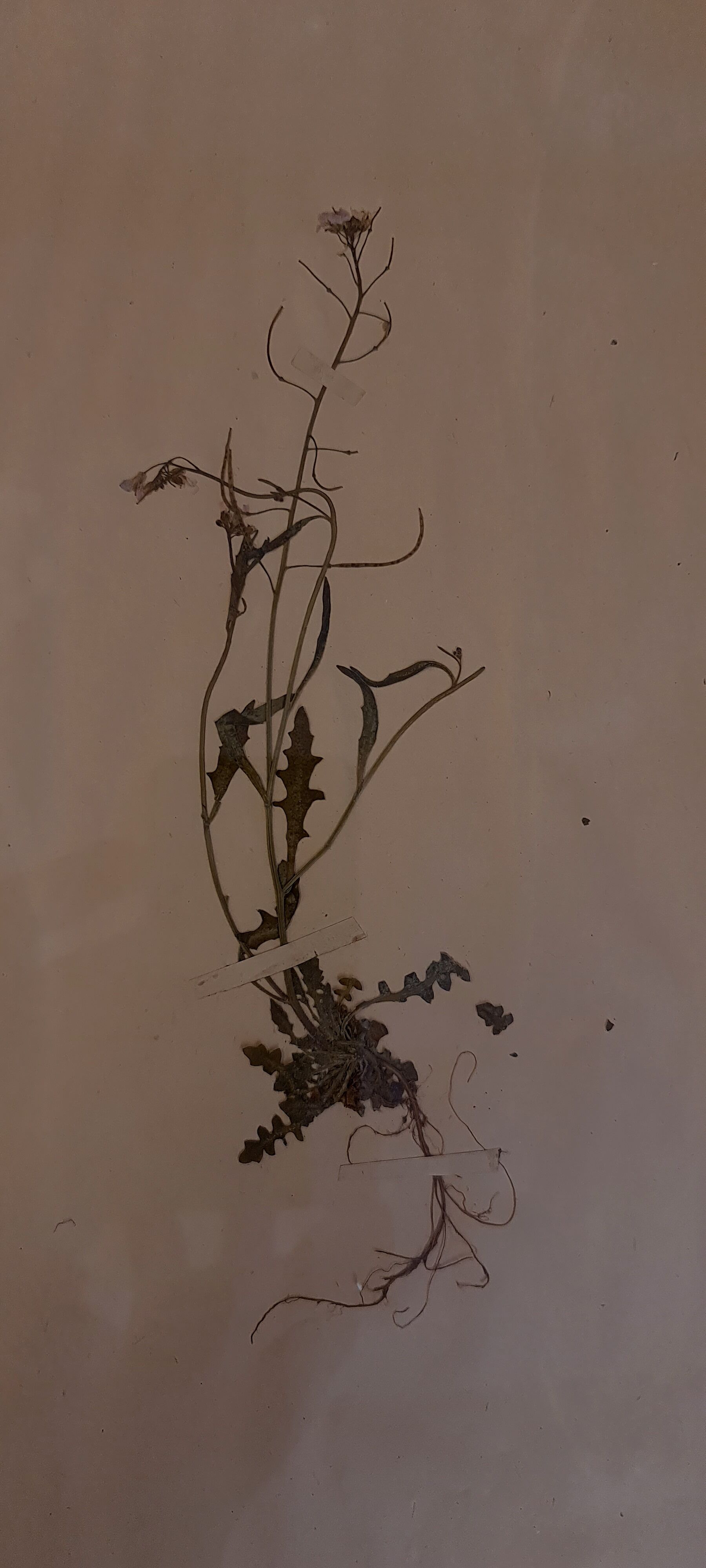 19th herbarium plank