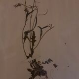 19th herbarium plank