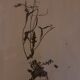 19th herbarium plank