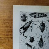 Page 1 of 12 Original lithograph on insects