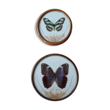 Naturalist duo, curiosity firm
