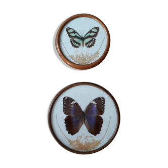Duo naturaliste, cabinet de curiosité