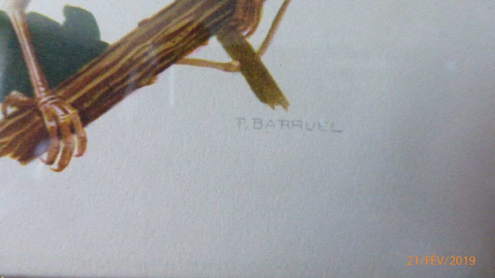 Birds collection Hepatior N ° 25