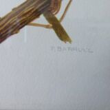 Birds collection Hepatior N ° 25