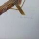 Birds collection Hepatior N ° 25