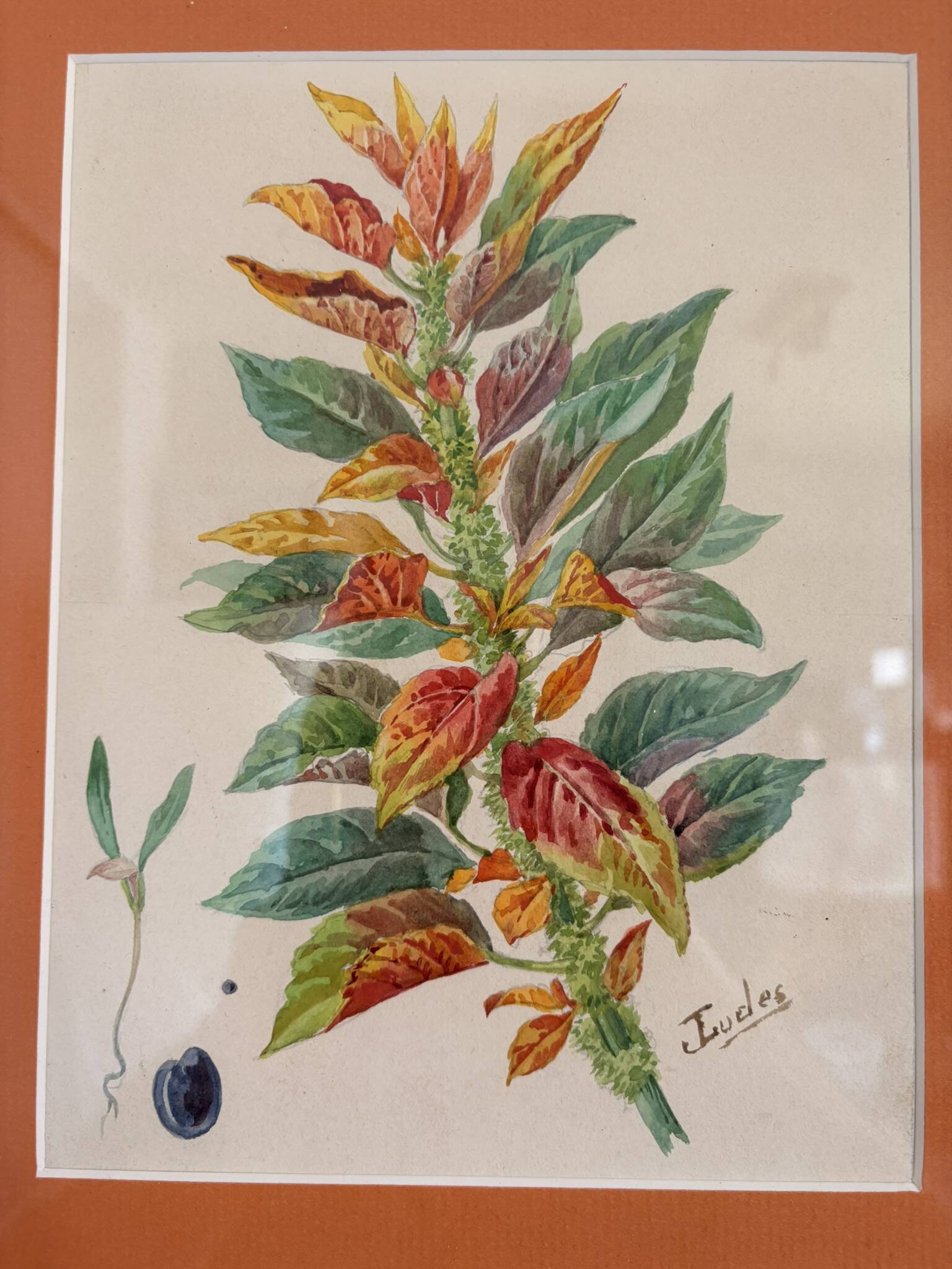 Tableau Aquarelle Iconographie Fleurs Naturalisme Amarante Tricolore Natura
