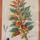 Tableau Aquarelle Iconographie Fleurs Naturalisme Amarante Tricolore Natura