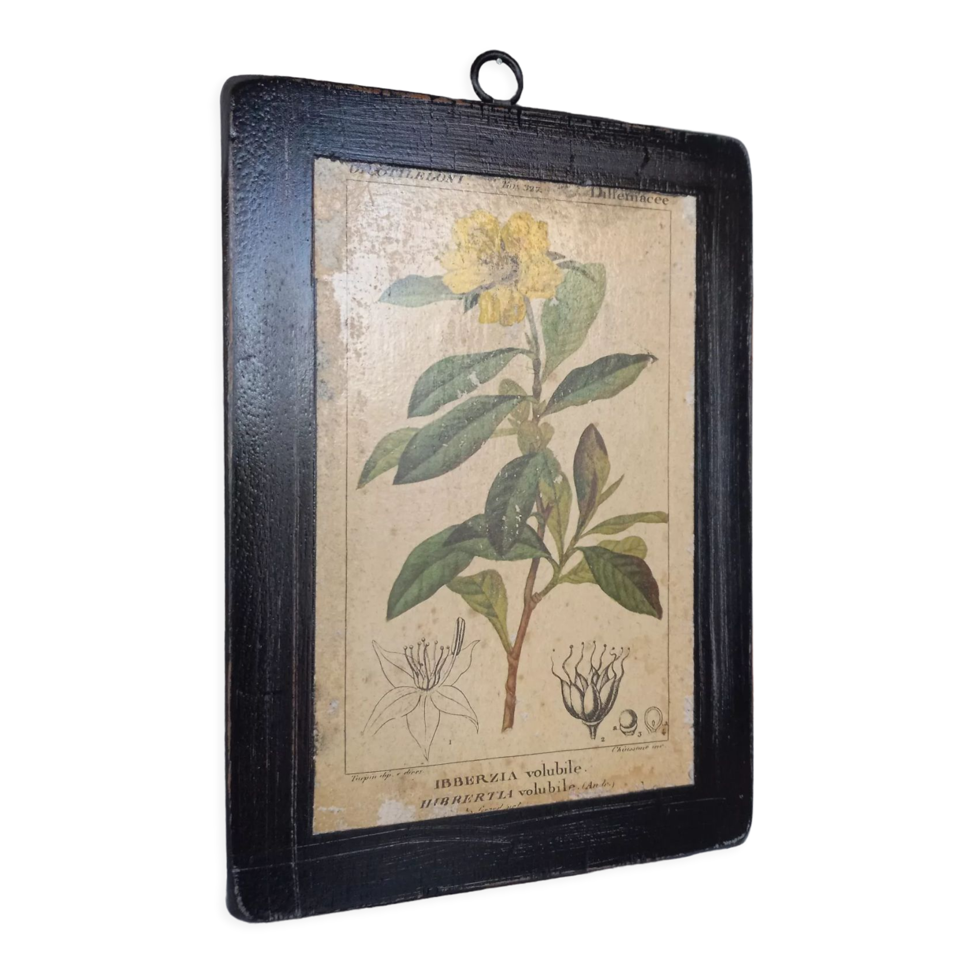 Botanical plate