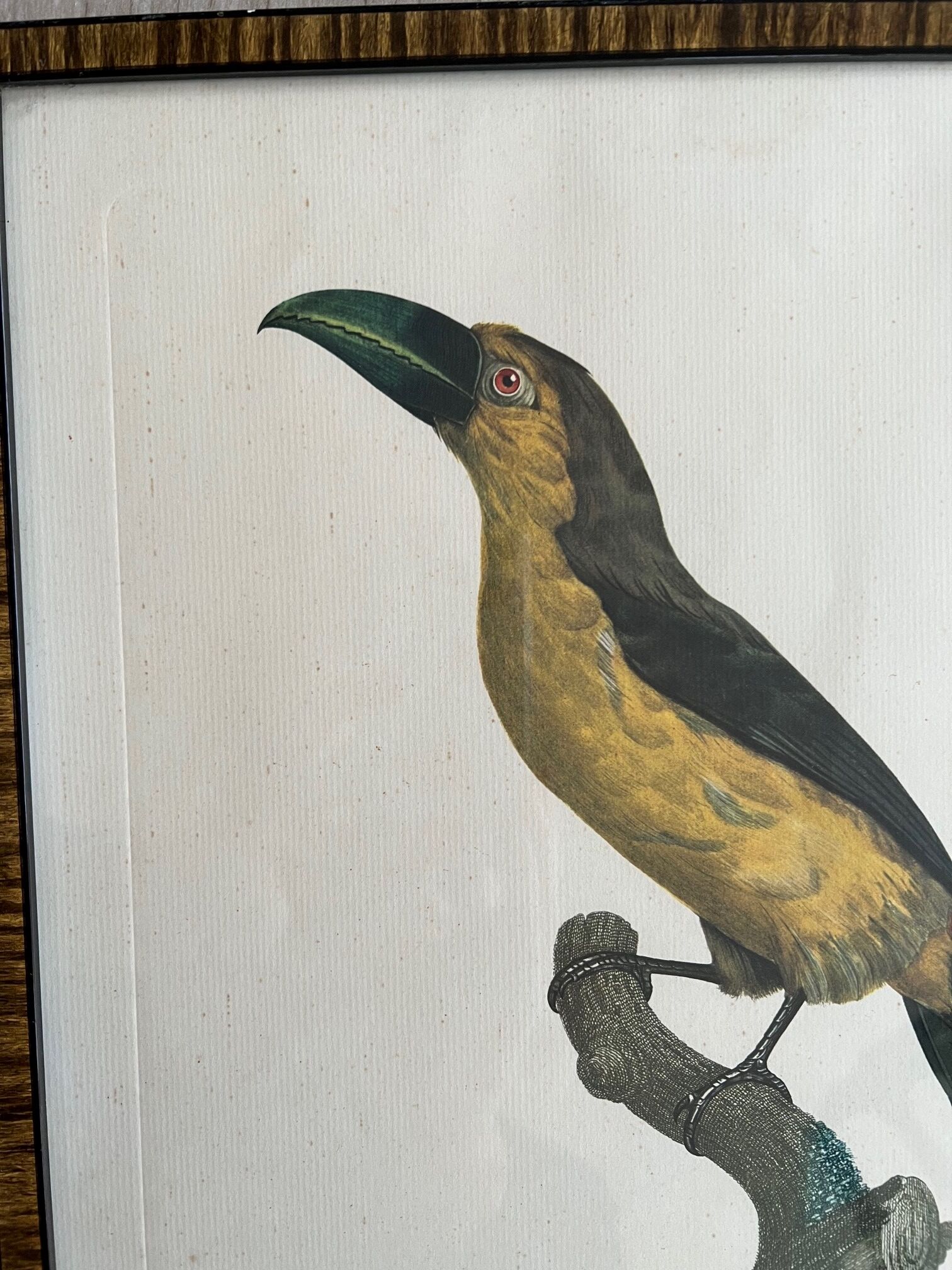Gravure oiseau encadrée