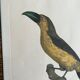 Gravure oiseau encadrée