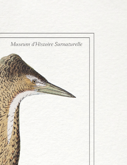 Set of 3 chimera lithography animal engraving