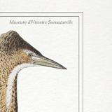 Set of 3 chimera lithography animal engraving