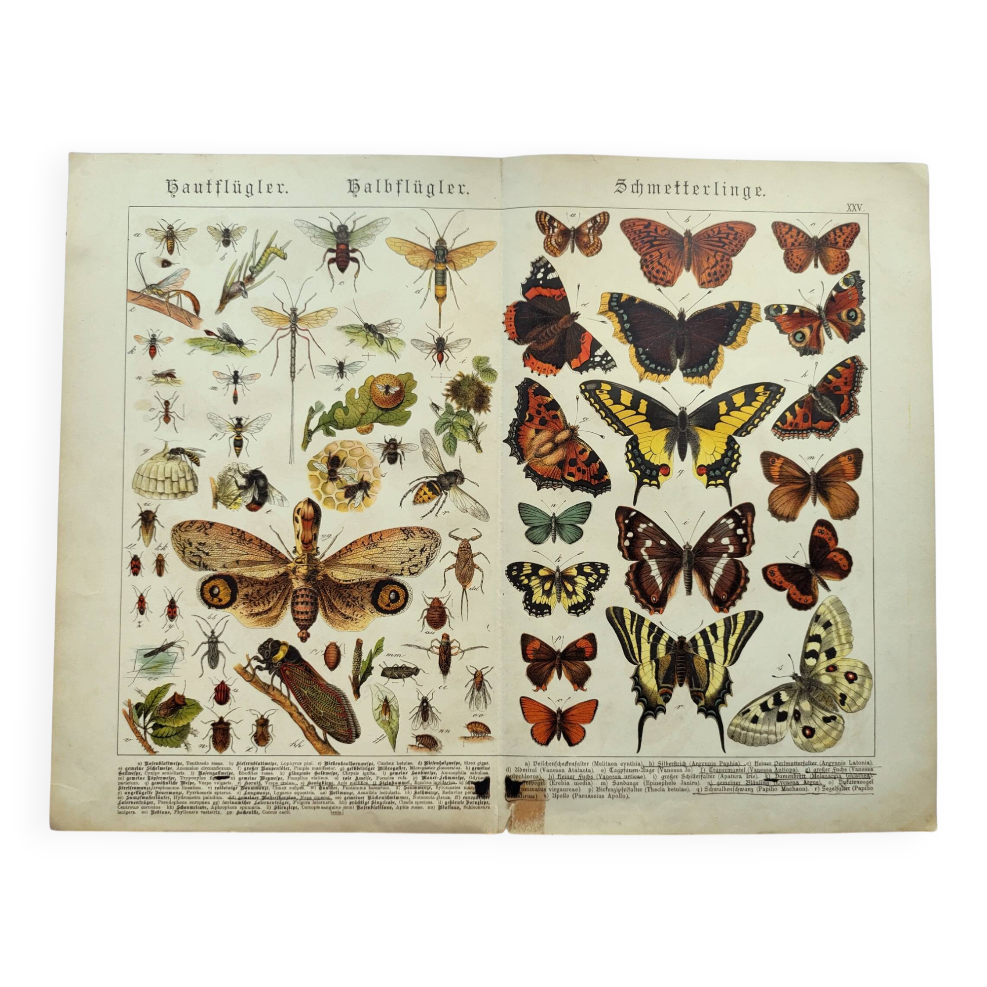 1898 Engraving - Butterflies and Flying Insects - Large Vintage Lithograph - 42 x 33 cm - Plate