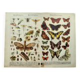 1898 Engraving - Butterflies and Flying Insects - Large Vintage Lithograph - 42 x 33 cm - Plate