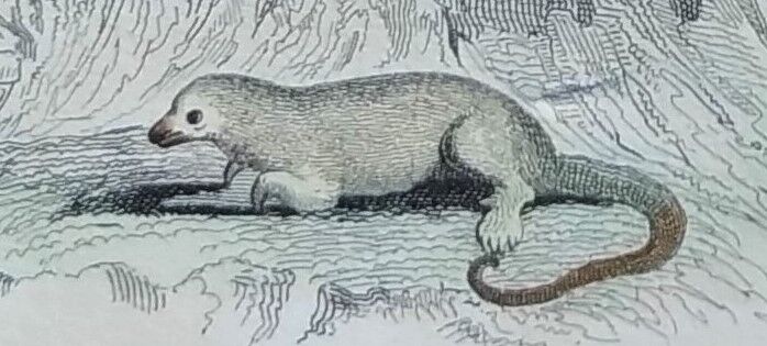 Original zoological plate " urson, porcupine, tamanoir,... - buffon 1840