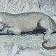 Original zoological plate " urson, porcupine, tamanoir,... - buffon 1840