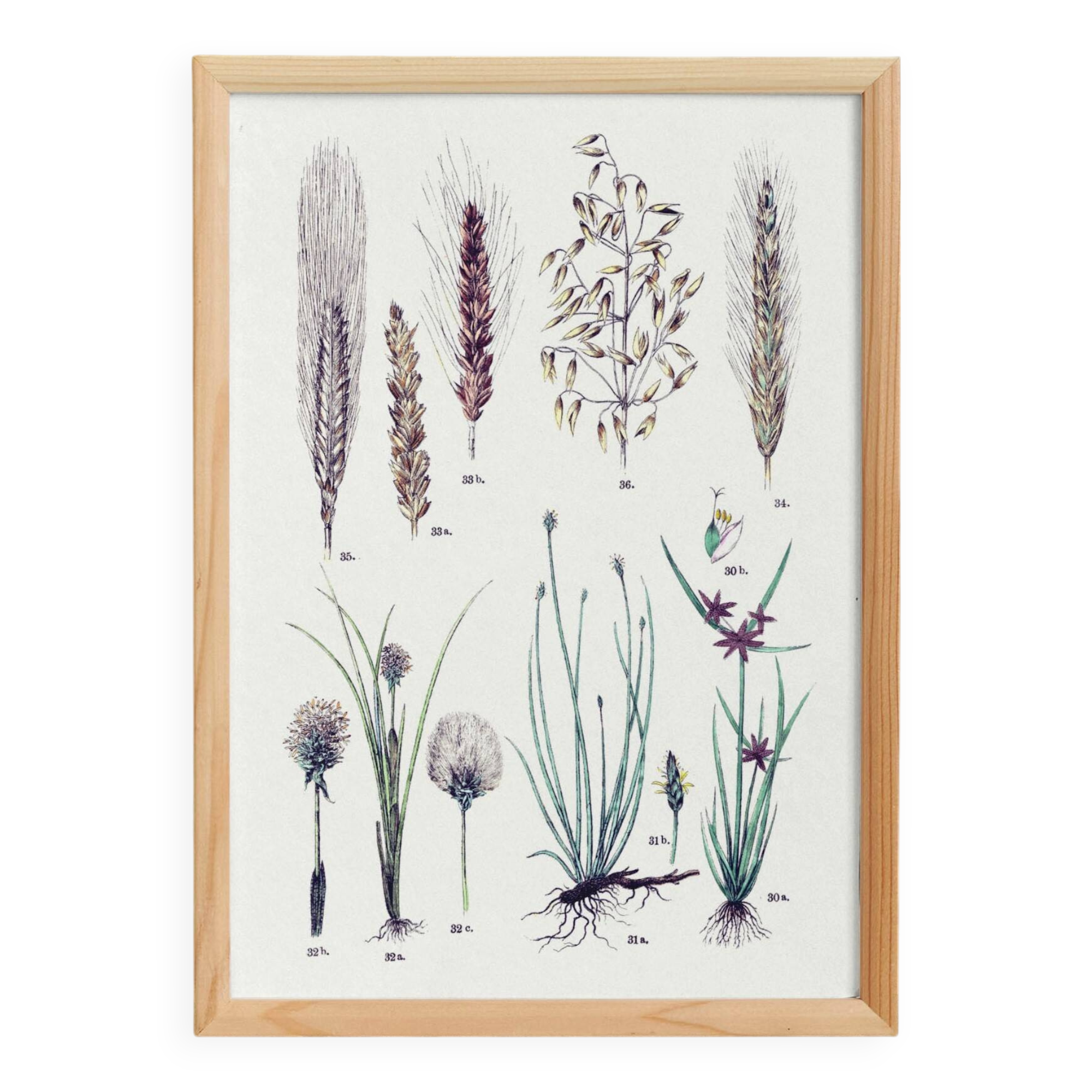 Plant poster based on an 1881 engraving "wheat"