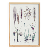 Plant poster based on an 1881 engraving "wheat"