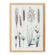 Plant poster based on an 1881 engraving "wheat"