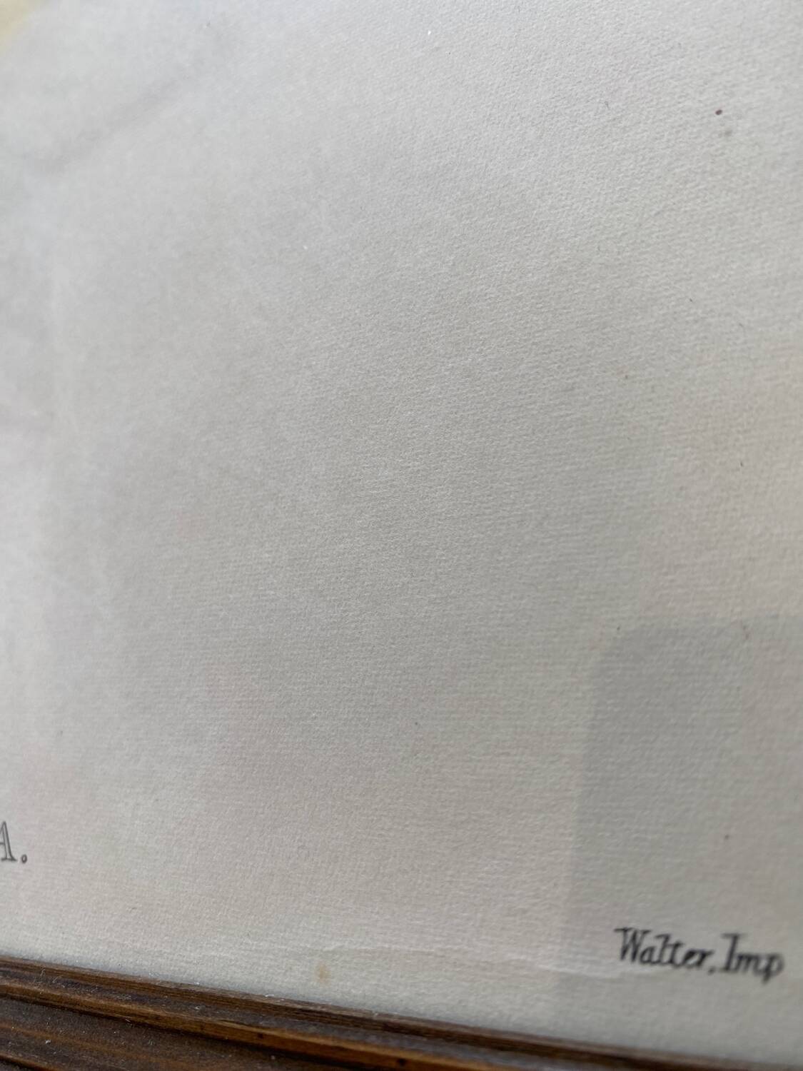 Large ornithological board