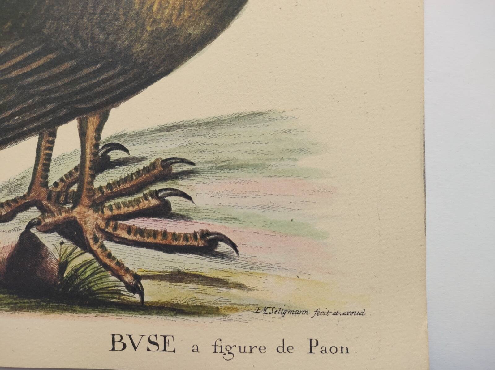 Illustration from 1973 - Peafowl Buzzard - Bird fauna plate