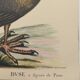 Illustration from 1973 - Peafowl Buzzard - Bird fauna plate