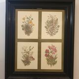 Frame botanical prints nineteenth century