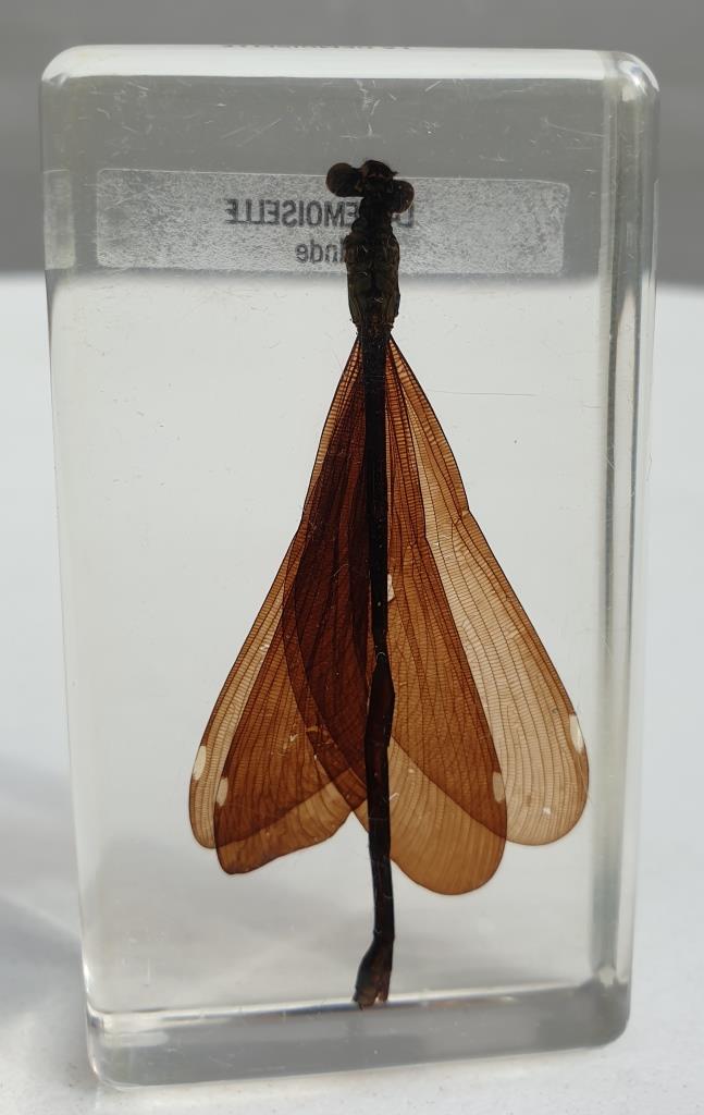 Insect under resin the Demoiselle d'Inde