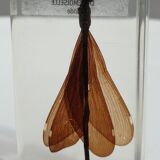 Insect under resin the Demoiselle d'Inde