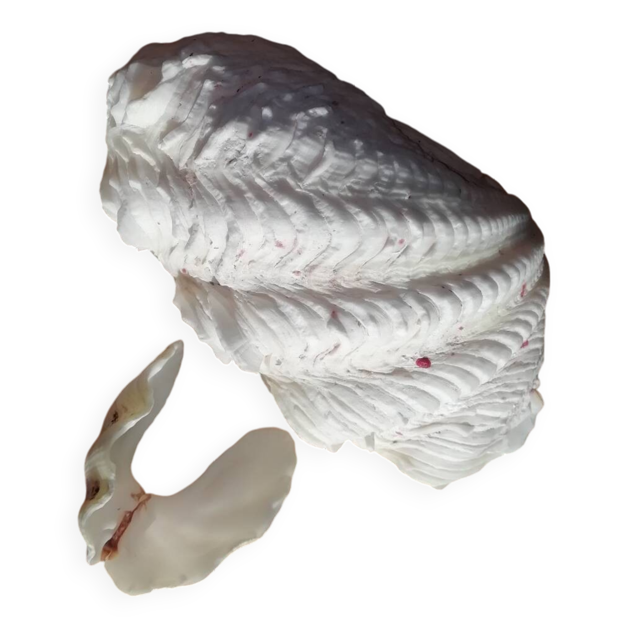Giant clam shell