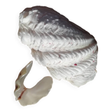 Giant clam shell