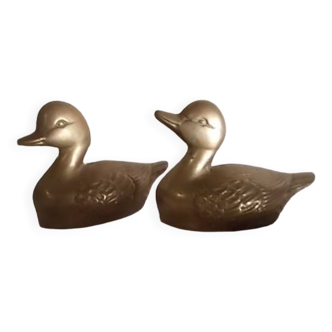 Canards laiton