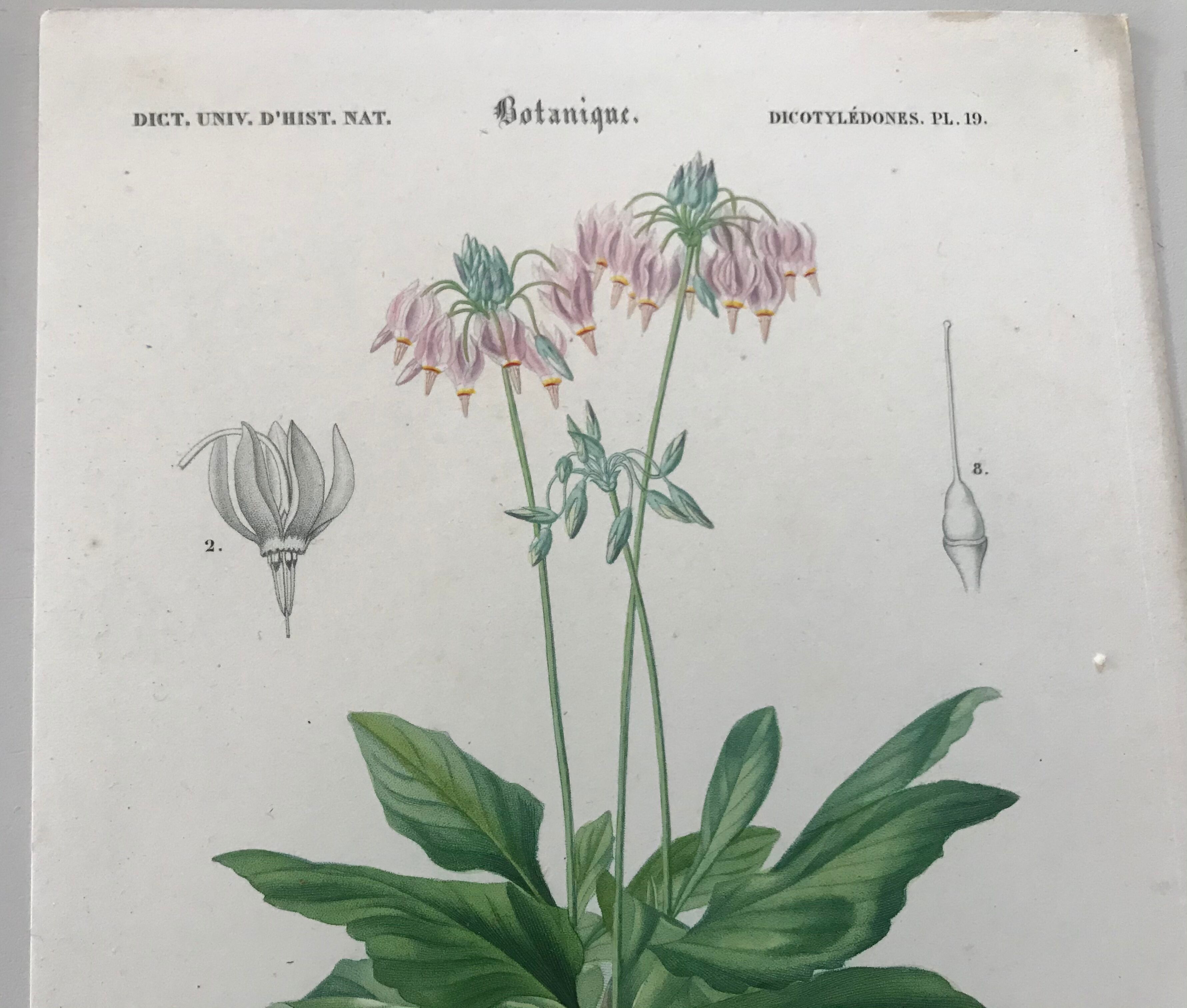 Trio of botanical engravings 19th century