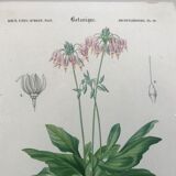 Trio of botanical engravings 19th century