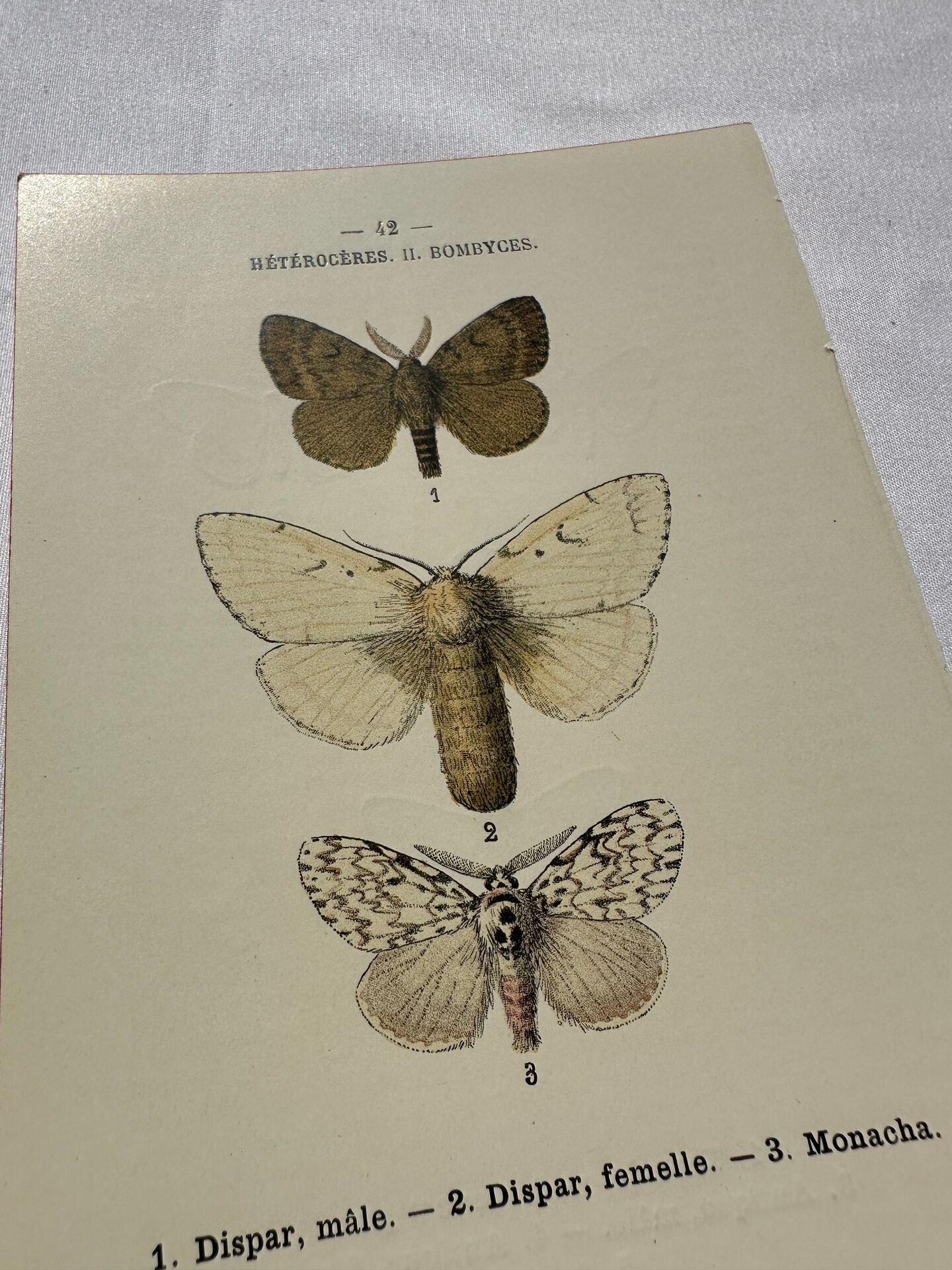 Botanical Plate 1800 Old Naturalist Engraving 19th Century Double-Sided