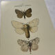 Botanical Plate 1800 Old Naturalist Engraving 19th Century Double-Sided
