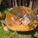 Fauteuil corbeille Terence Conran
