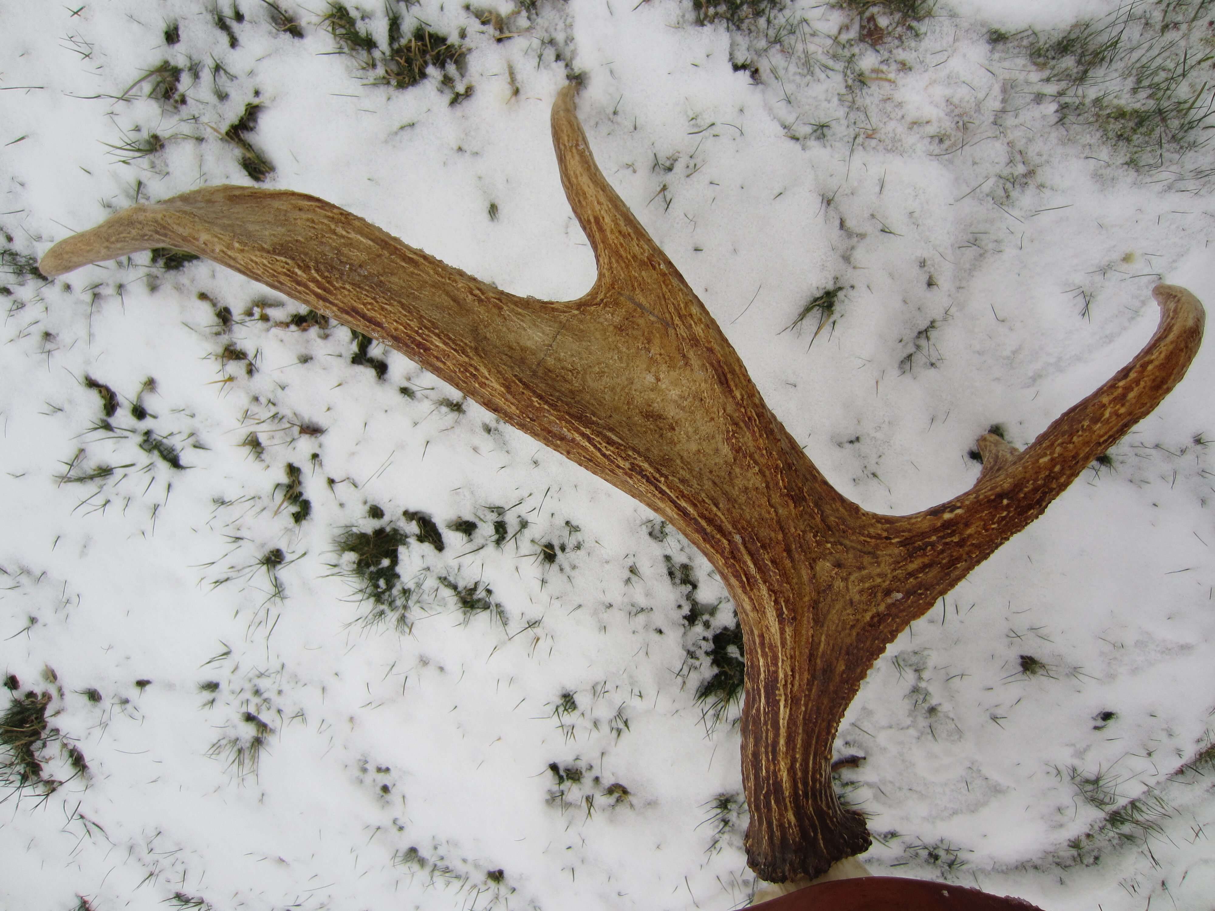 Trophée de chasse cornes d'élan