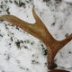 Trophée de chasse cornes d'élan