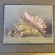 Old painting, still life with shells, 20th century