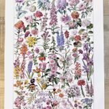 Affiche sur les fleurs, d'après une lithographie de 1922