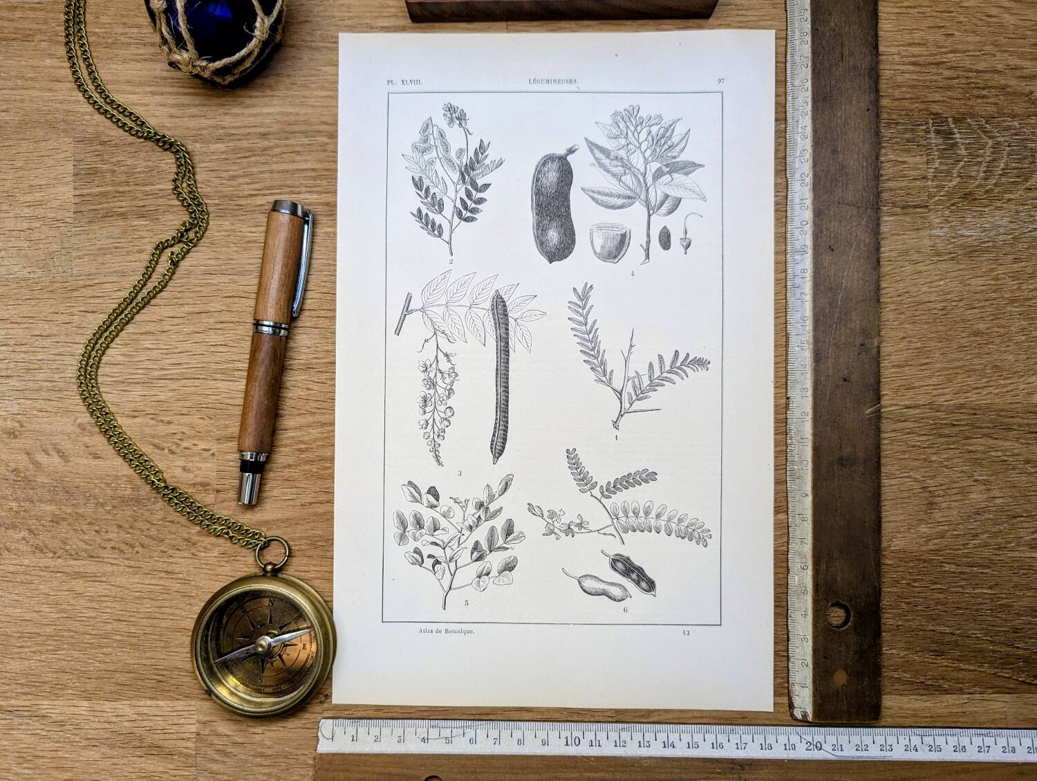 Imprimée en 1889, les légumineuses. Planche botanique ancienne.